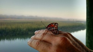 tims-picture-hand-butterfly