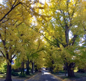 ginkgo2