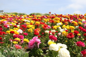 fields of flowers